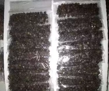 pimienta castilla