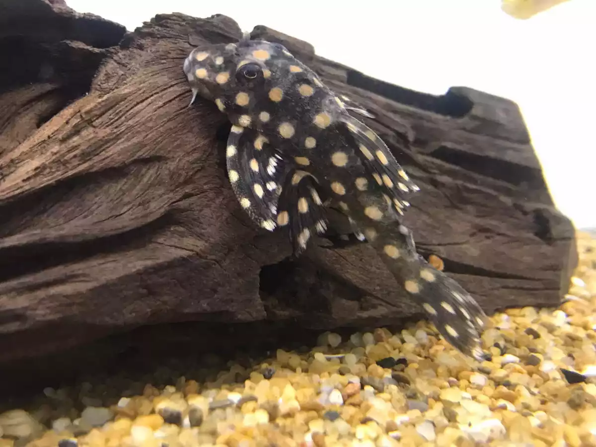 Pleco punto de Oro Baryancistrus sp L081
