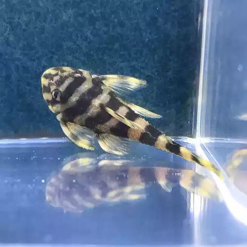 Pleco Atabapo  L168