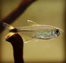Pez tetra Moenkhausia intermedia (colibandera)