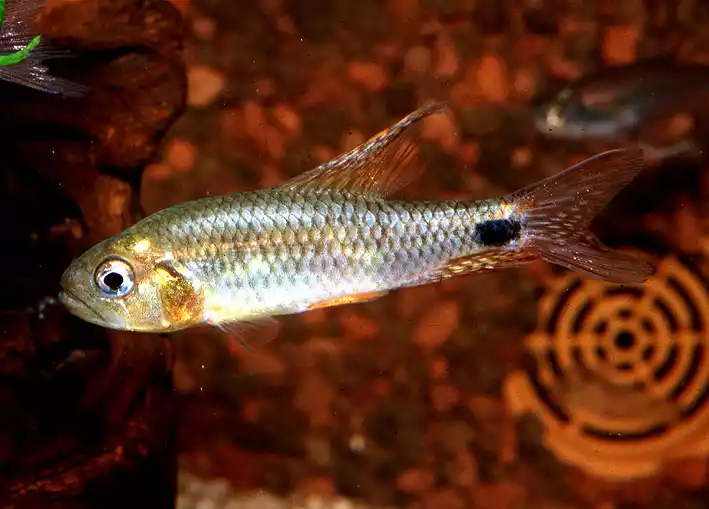 Pez tetra real Crenuchus spilurus