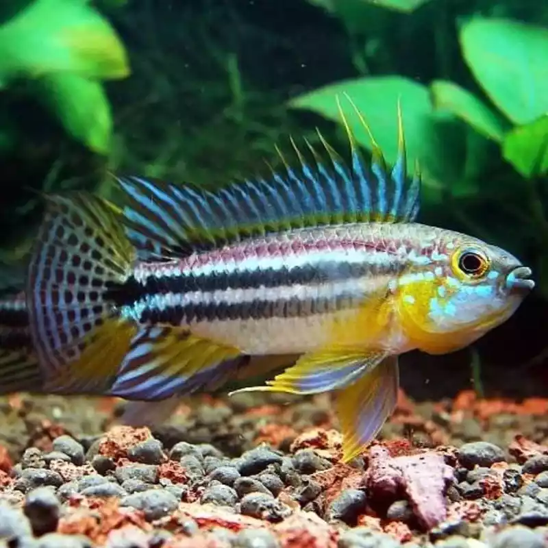 Pez Apistogramma bitaeniata