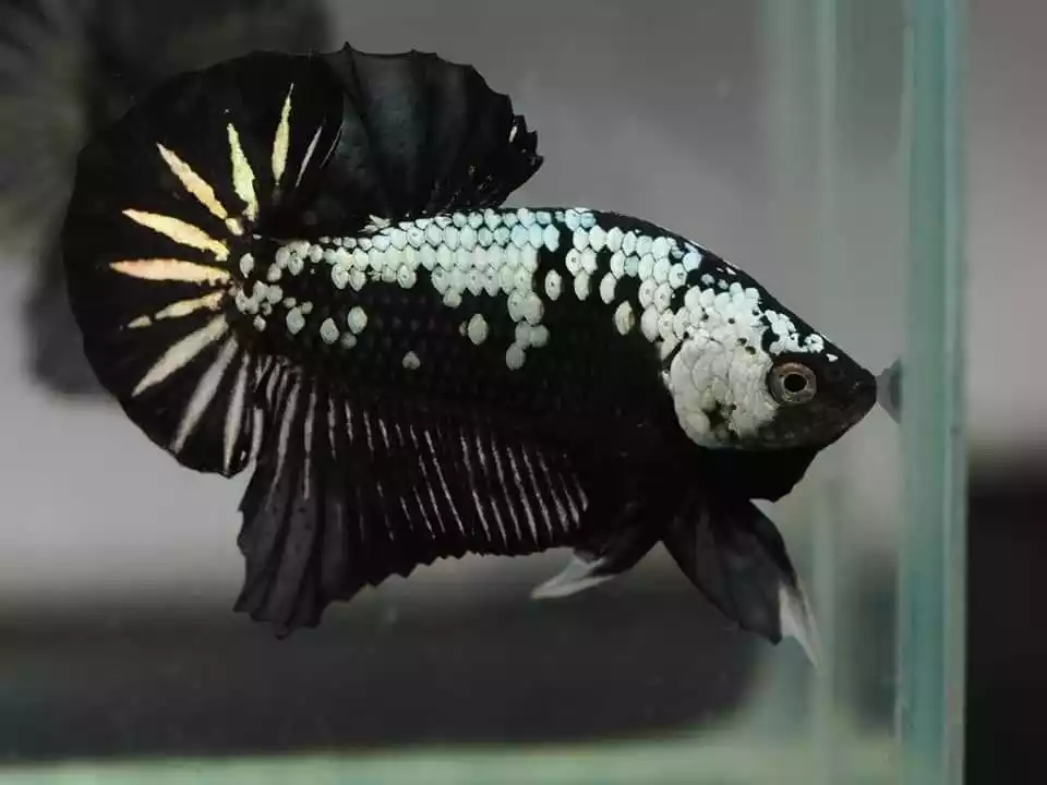 Pez betta macho samurai