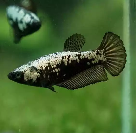 Pez betta hembra samurai