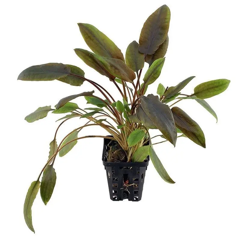 Cryptocoryne Wendtii brown