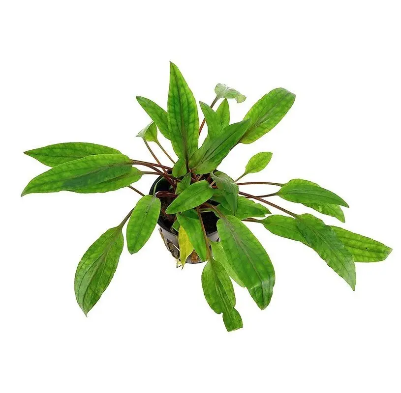 Planta acuática cryptocoryne undulata