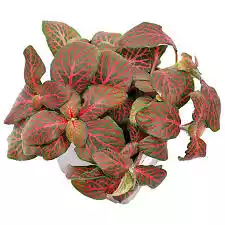 Planta fittonia albivenis