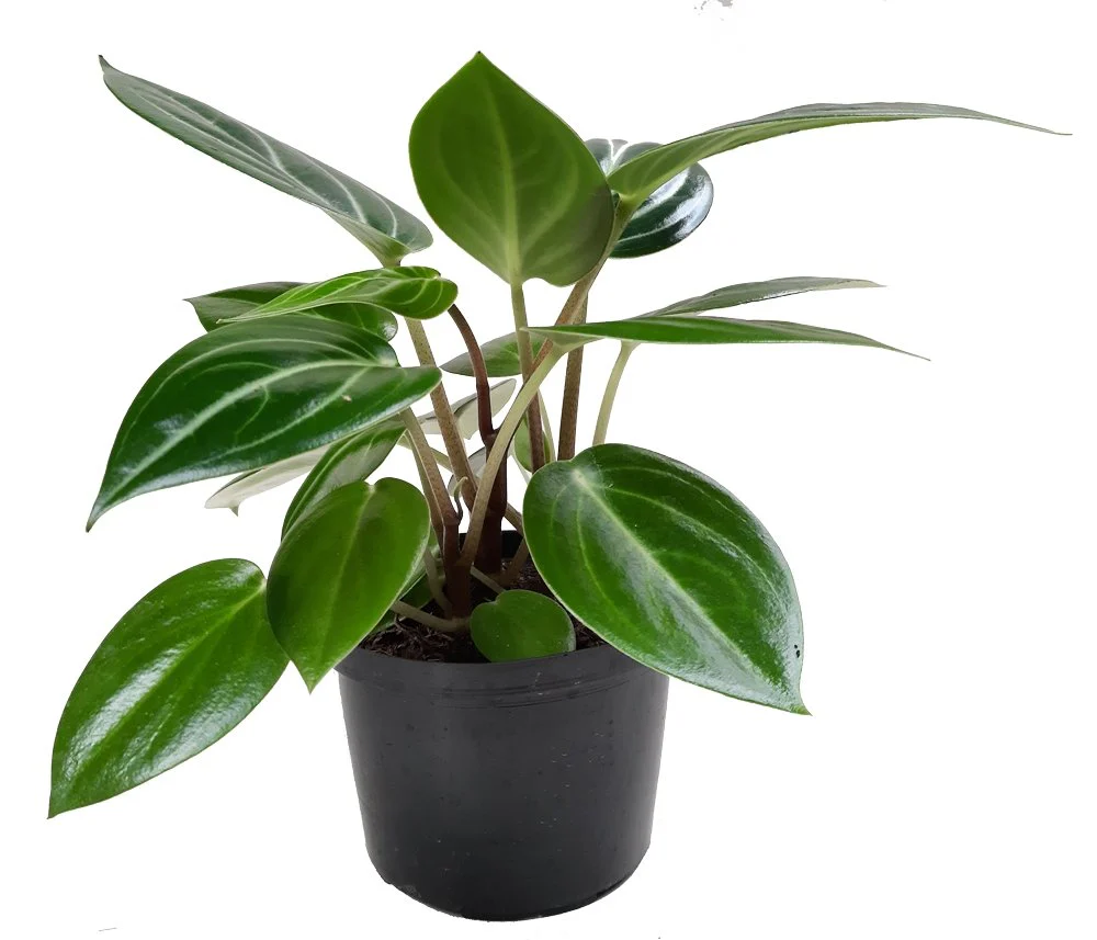 Planta Peperomia obtusifolia