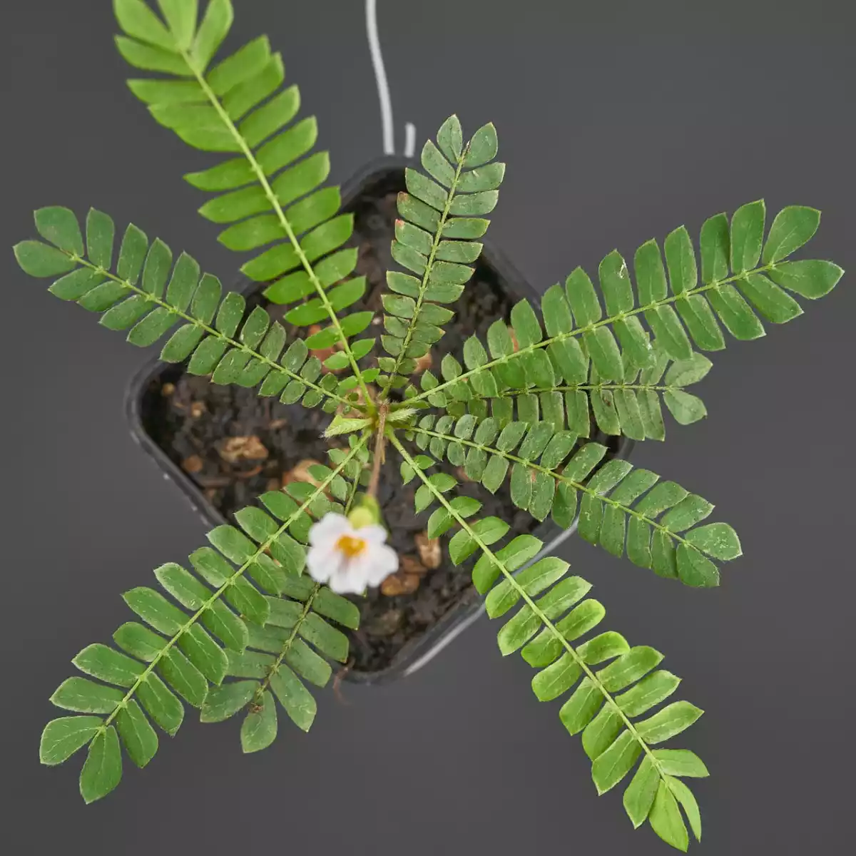 Planta biophytum sensitivum