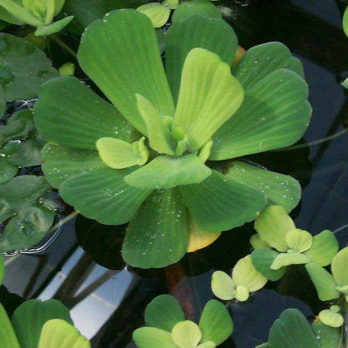 Lechuga de agua