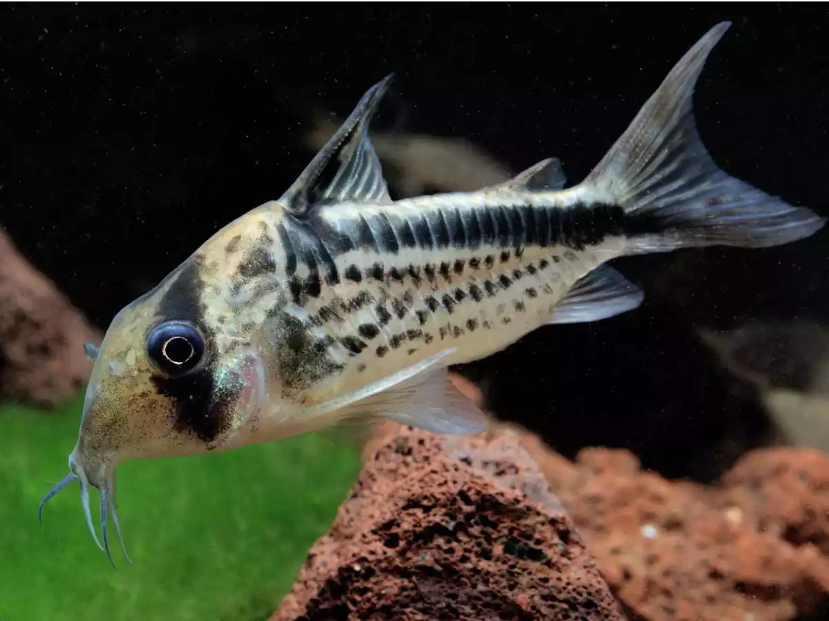 Pez Corydora loxozonus