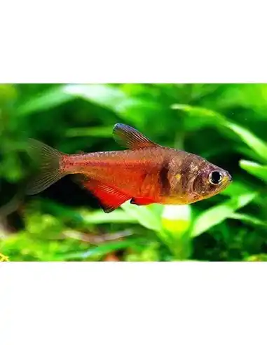 Pez Tetra Llama (Hyphessobrycon flammeus)