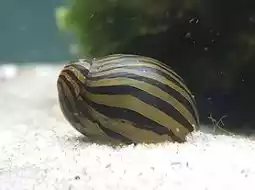 Caracol neritina virginea