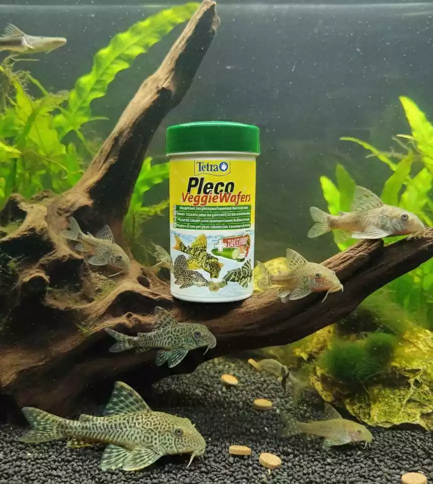 Pleco Veggie Waffers 42GR