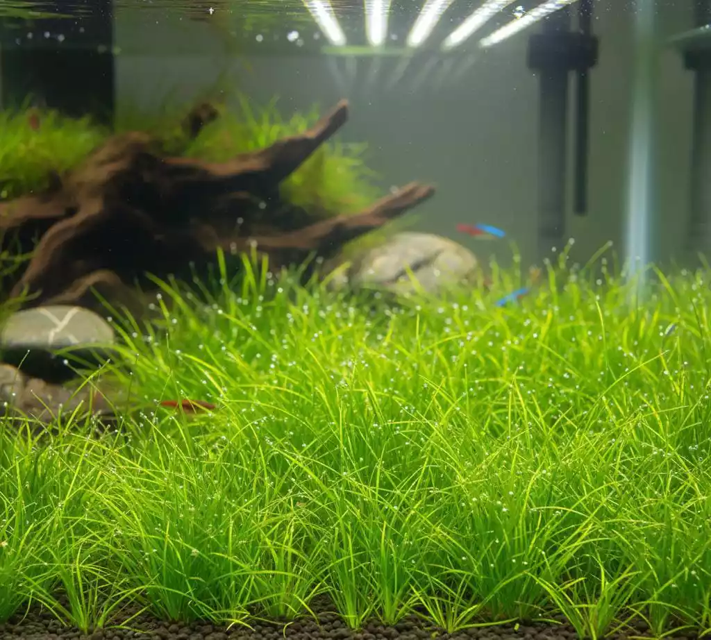 Planta acuatica eleocharis montevidensis