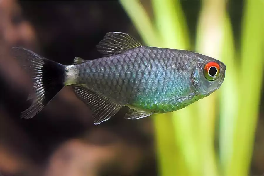 Tetra Filomena Moenkhausia Sanctaefilomenae