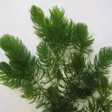 Planta acuática cola de zorro Ceratophyllum demersum