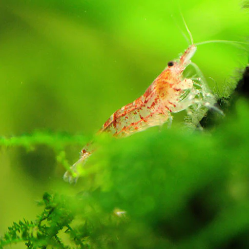Neocaridina Davidi Gamba Red Cherry