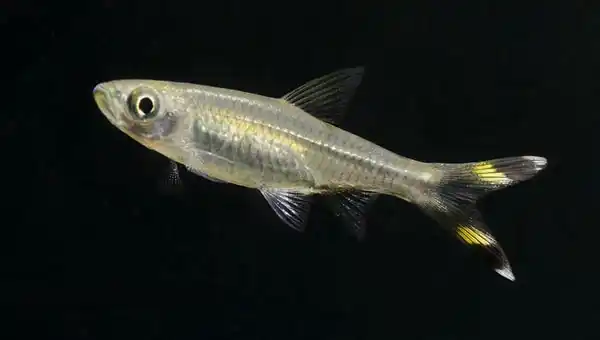 Pez cola de tijera (Rasbora trilineata)
