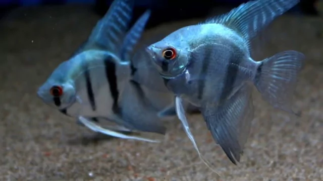 Pez Escalar blue