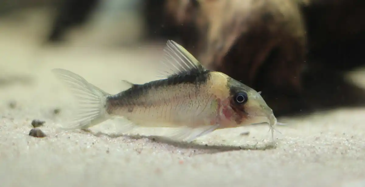 Pez  Corydora Imitator