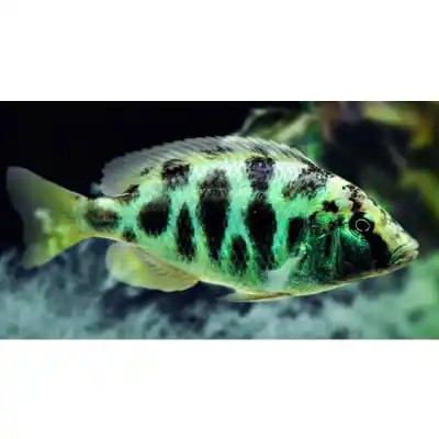 Cíclido soldado (Nimbochromis venustus)