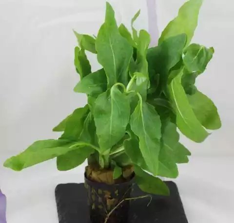 Planta acuatica Gymnocoronis