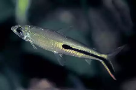 Pez Hemiodo