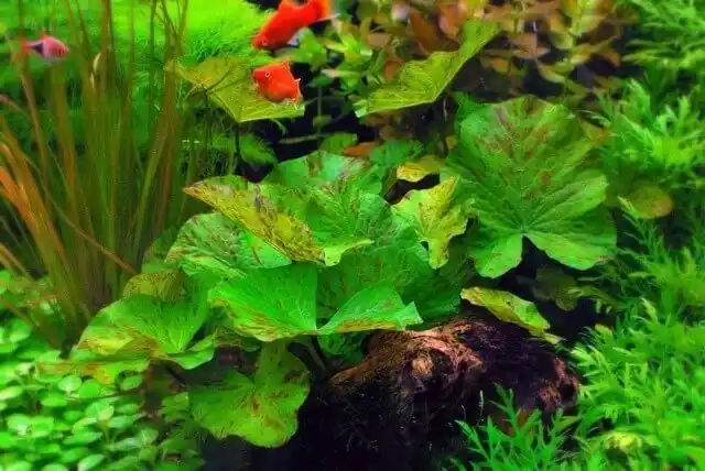 Planta Acuatica Loto tiger verde (Nymphae Zenkeri verde)