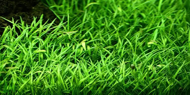 Planta Acuatica Lilaeopsis brasiliensis