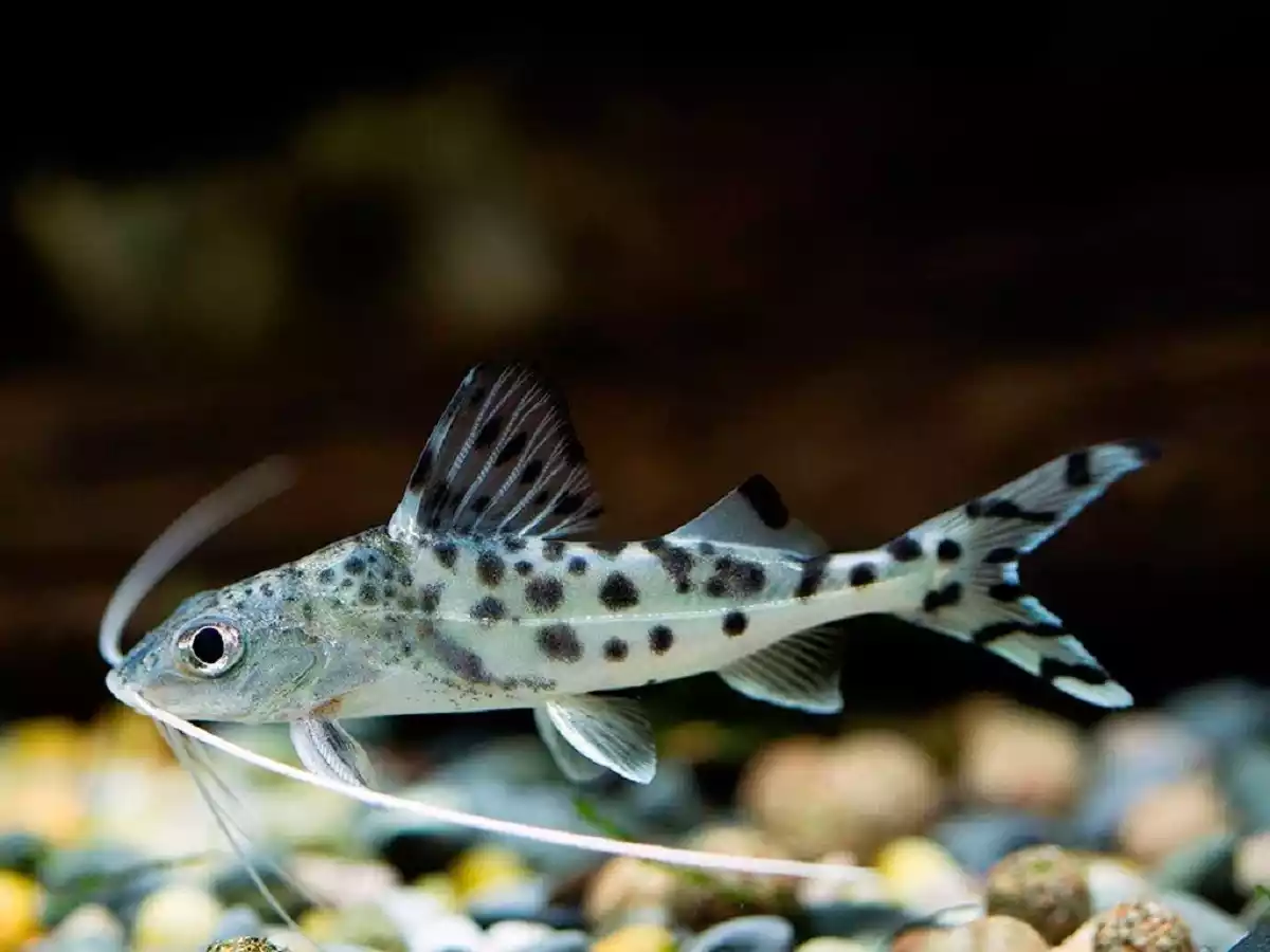 Pez tiburon trigrillo Pimelodus pictus