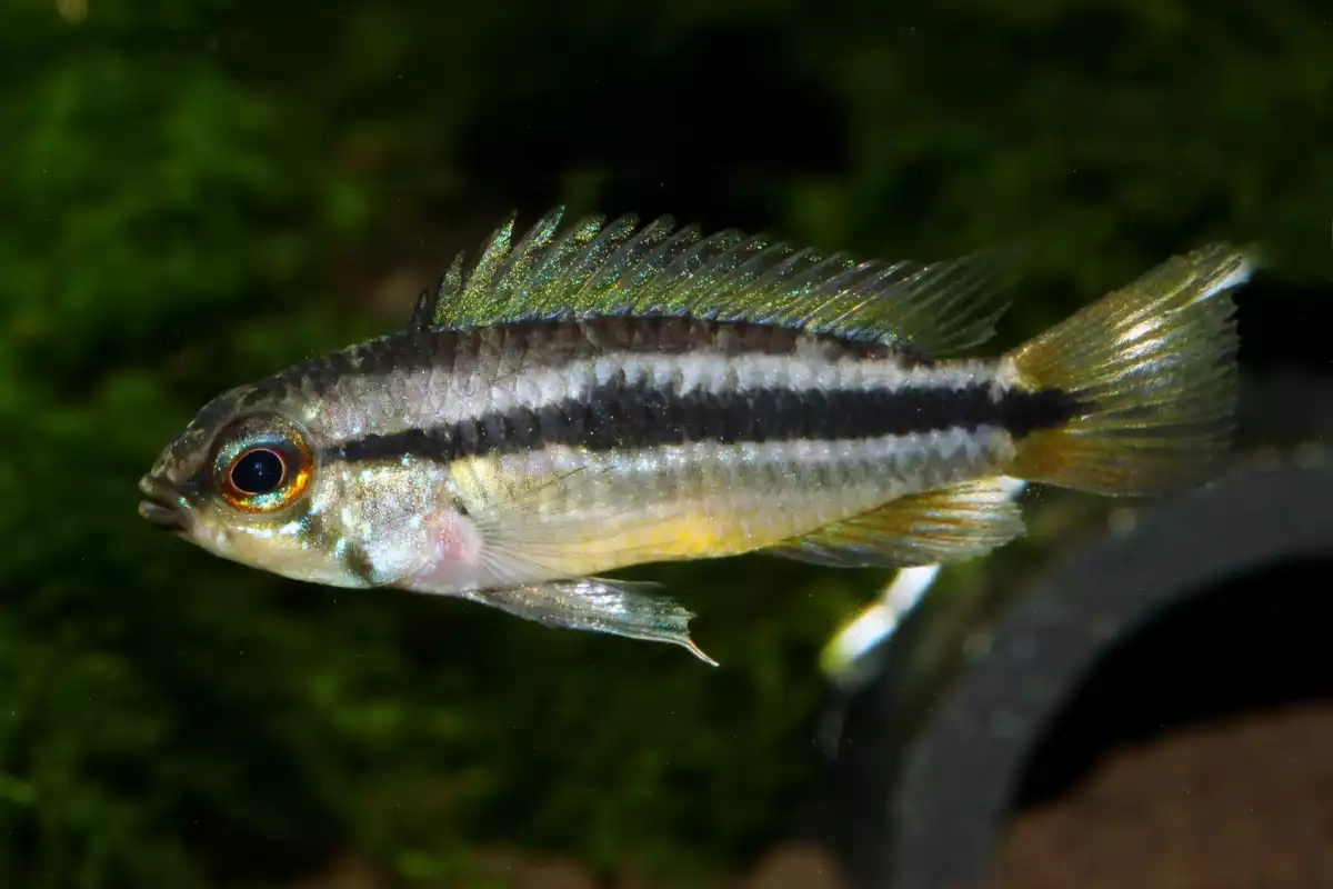 Pez apistogramma