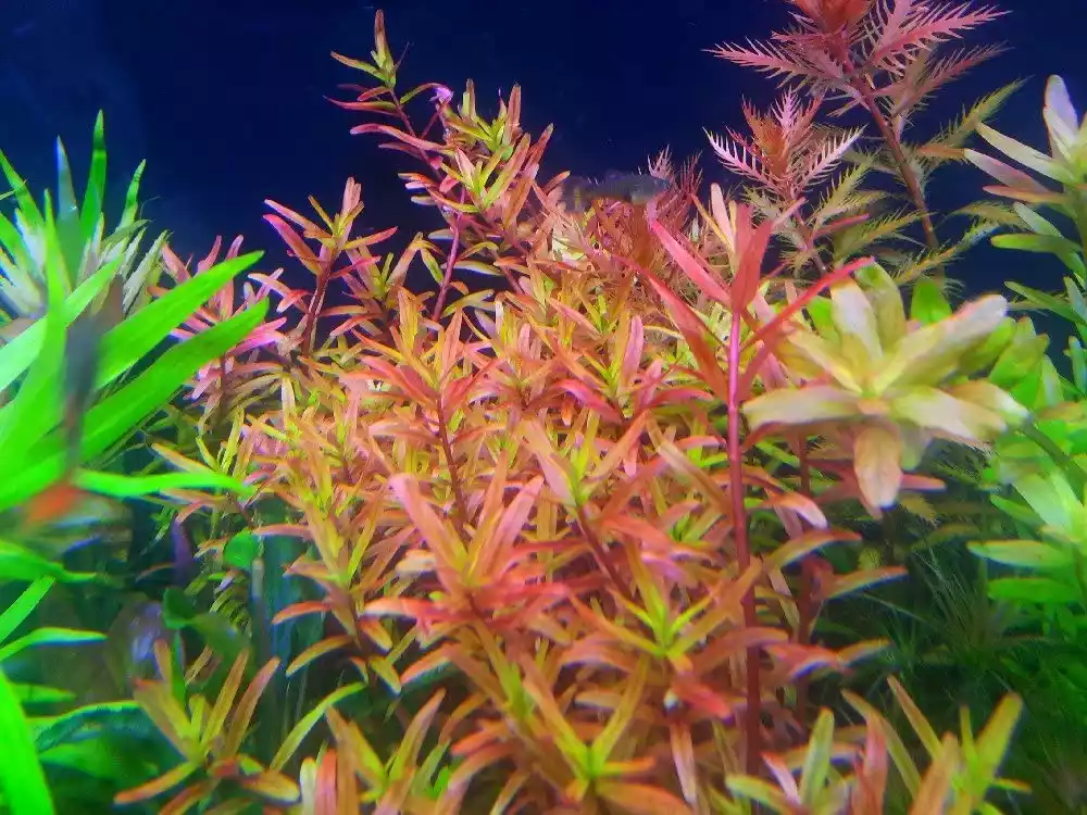 Planta acuática rotala hra