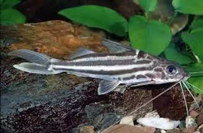 Pez tiburon 4 lineas