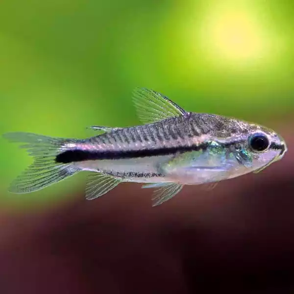 Pez corydora Pigmeo