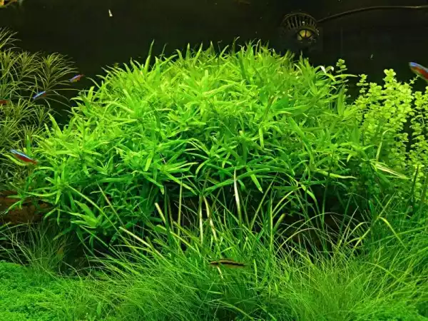 Planta acuática Heteranthera zosterifolia