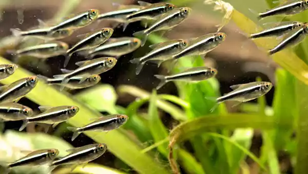 Pez tetra neón negro