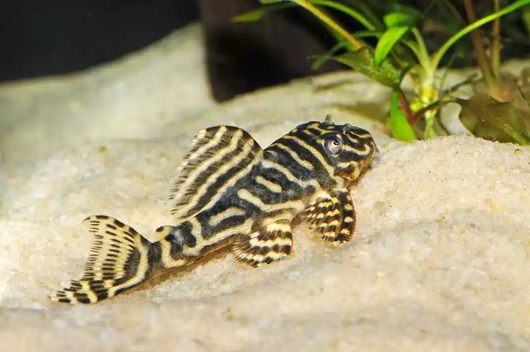 Pleco Zebra L129 Yellow