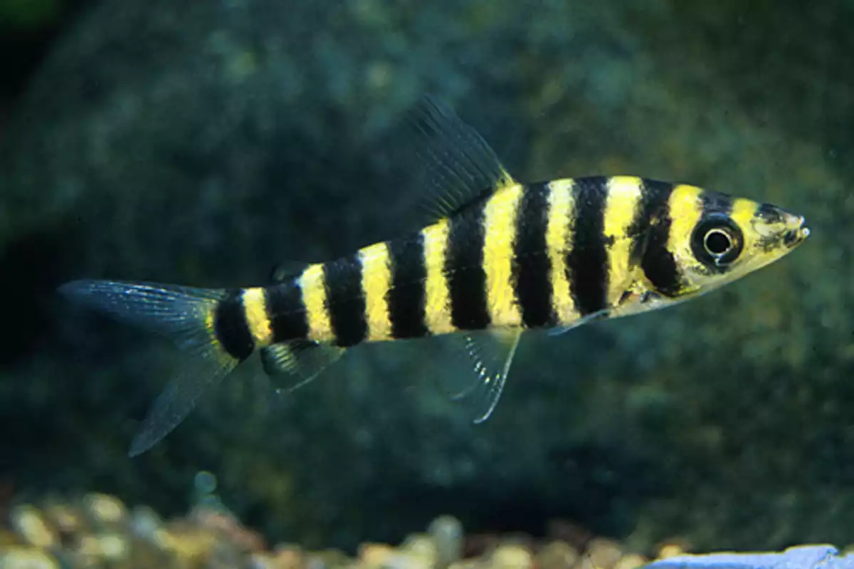 Leporino Fasciatus