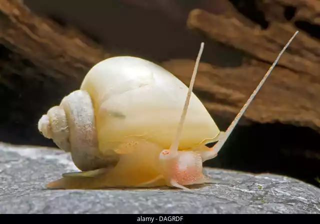 Caracol manzana Ivory