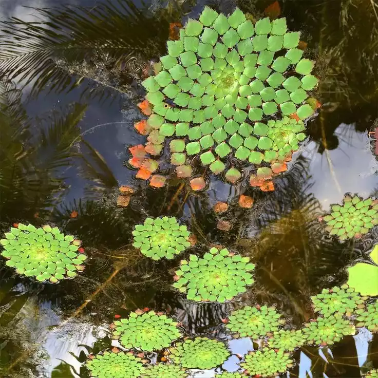 Planta acuatica ludwigia sedioides