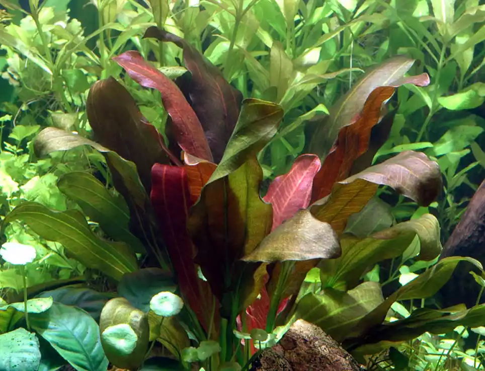 Planta acuática Echinodorus barthii