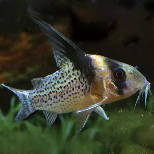 Pez corydora brevirostris cw27