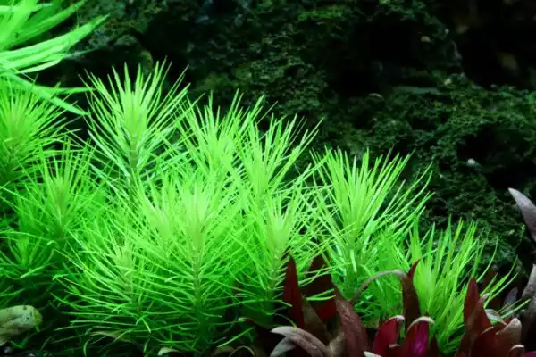 PLANTA ACUATICA POGOSTEMON ERECTUS