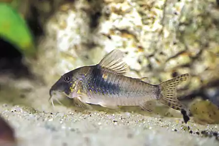 Pez Corydora Septentrionalis