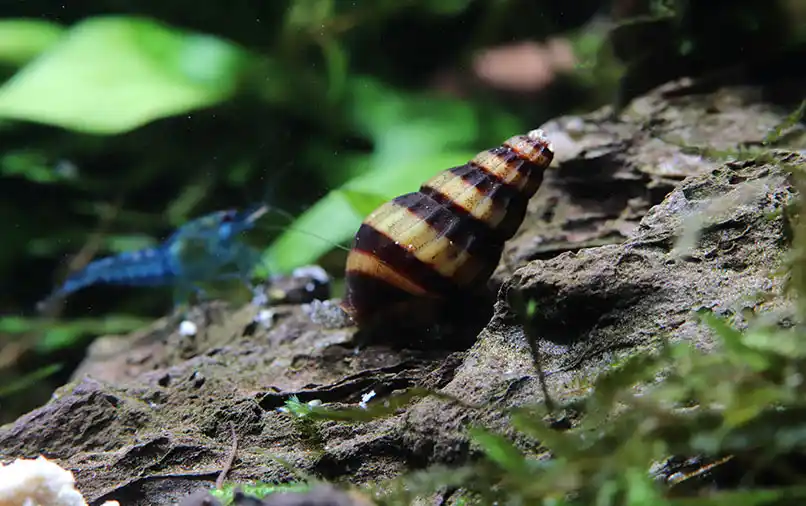 Caracol Helena (Anentome helena)